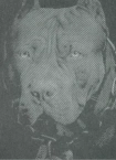 Koszulka męska T-Shirt Pit Bull Pitbull Denim Washed Born In 1989 grafit