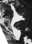 Spodenki treningowe Pitbull Pit Bull Grappling Shorts Street Dog czarne