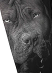 Leginsy techniczne Pit Bull Pitbull Leggins Born in 1989 czarne