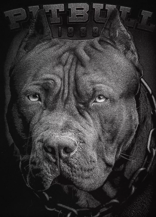 Bluza męska bez kaptura Pitbull Pit Bull Born In 1989 czarna