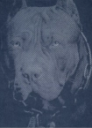Koszulka męska T-Shirt Pit Bull Pitbull Denim Washed Born In 1989 niebieska